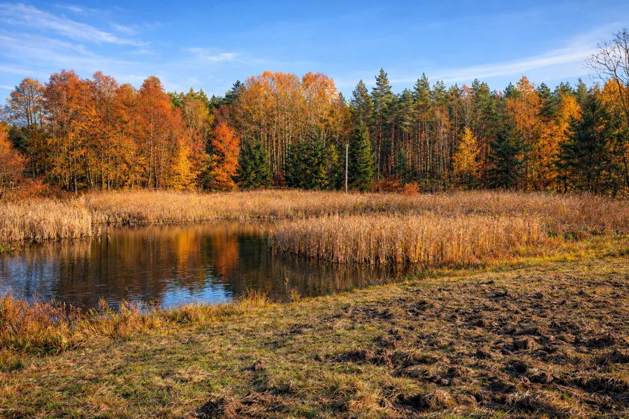 mokradło poprawione (1)